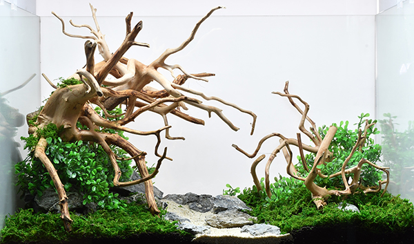 ADA ホーンウッド 流木2 ADA ホーンウッド流木セット