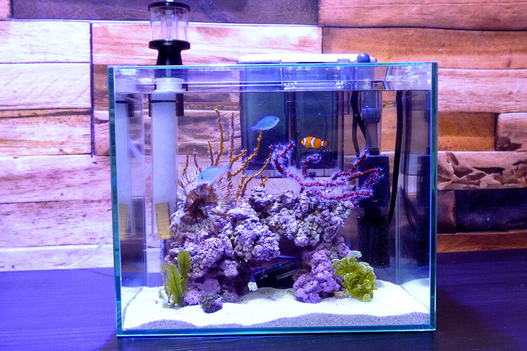 サンゴ付きレイアウトロック ライブロック 海水魚 マリンアクアリウム